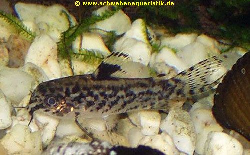Aspidoras pauciradiatus